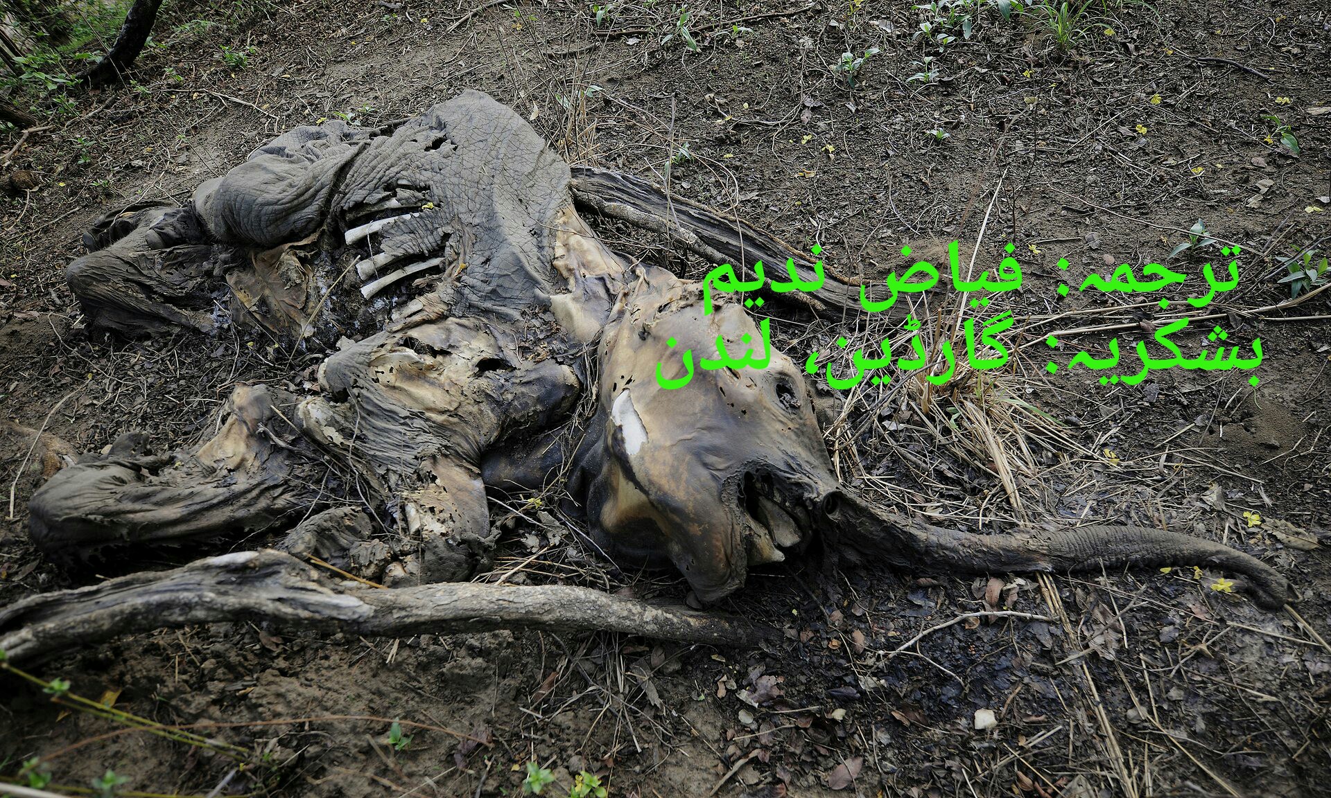 Biodiversity Challenges حیاتیاتی توازن کو درپیش چیلنجز