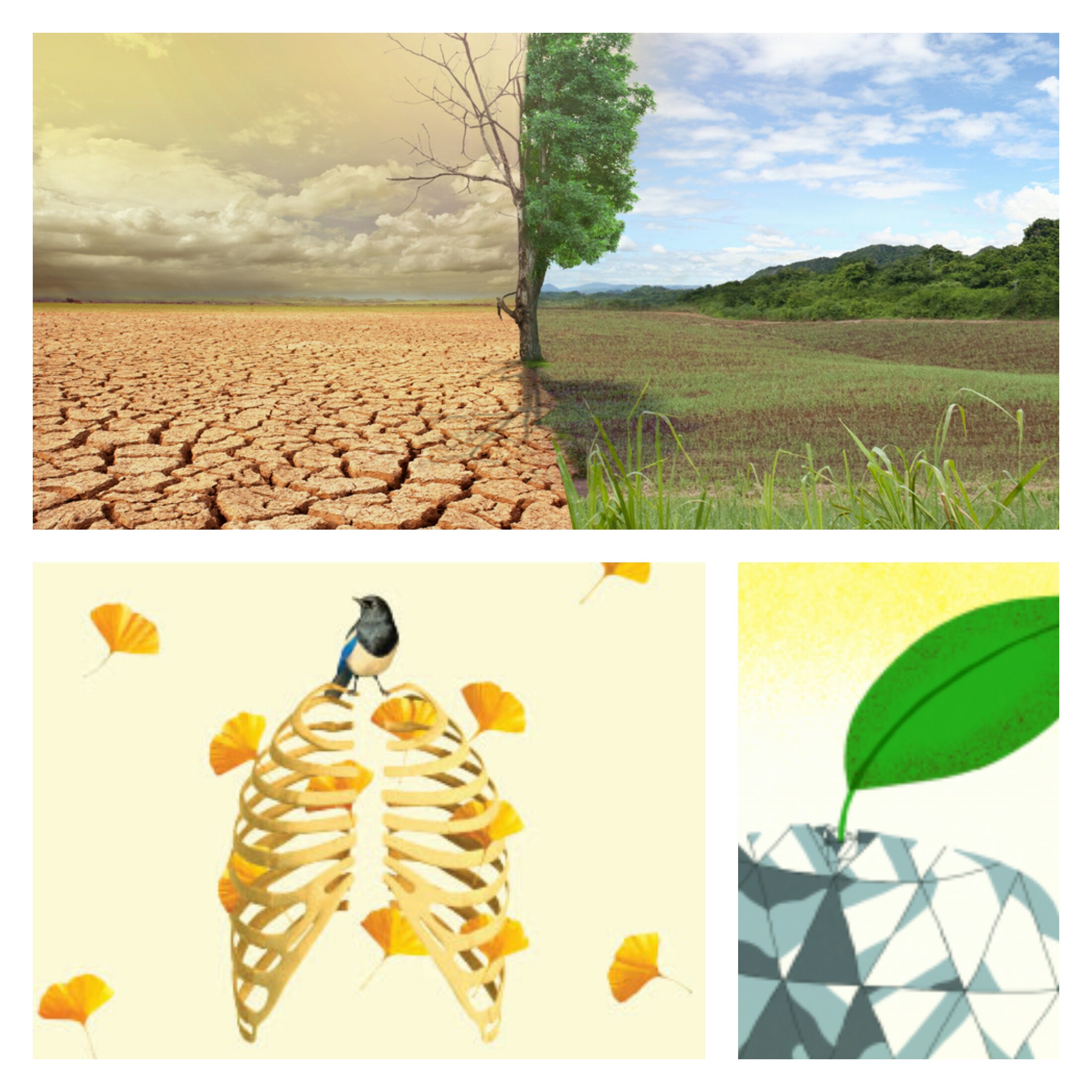 Ecology