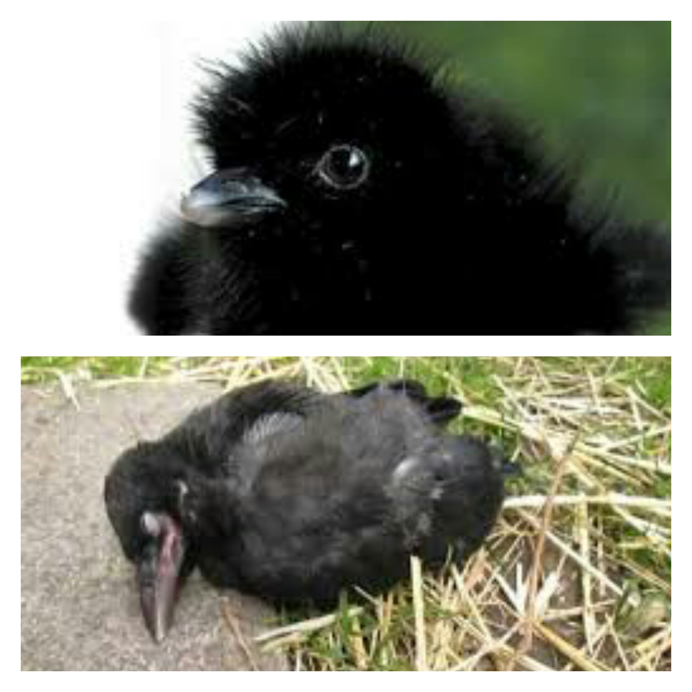Crow, birds کوے کے بچے