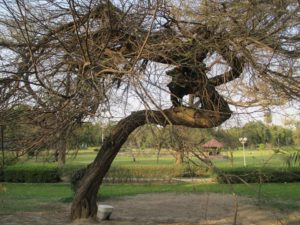 Lahore's famous Lawrence Gardens a history