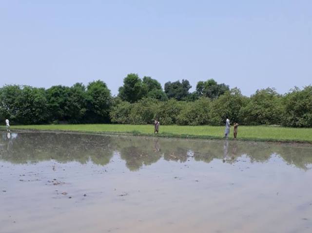 Aaqil Rice Fields عاقل جس کا نام ہے