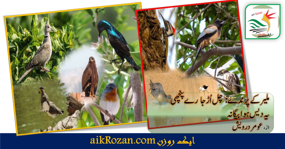 ملیر کے پرندے ملیر کے پرندے