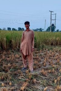 rice crop punjab 1