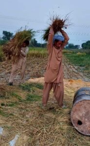 rice crop punjab 2