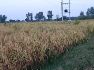 rice crop punjab