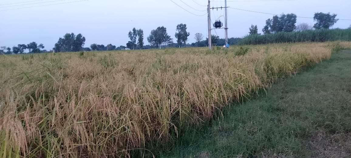 rice crop punjab
